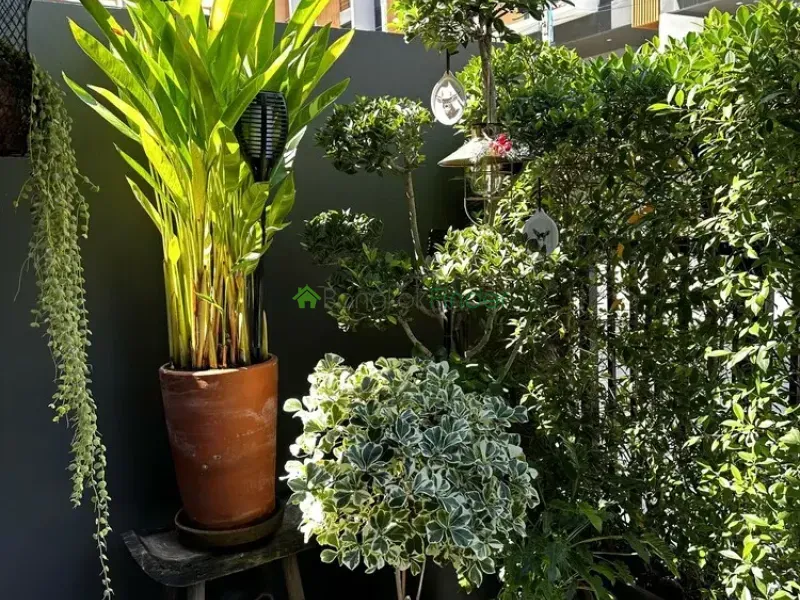 Pattanakarn, Pattanakarn, Pattanakarn, Thailand, 3 Bedroom Bedrooms, 0 ,4 BathroomBathrooms,Town House,For Rent,Pattanakarn,7626