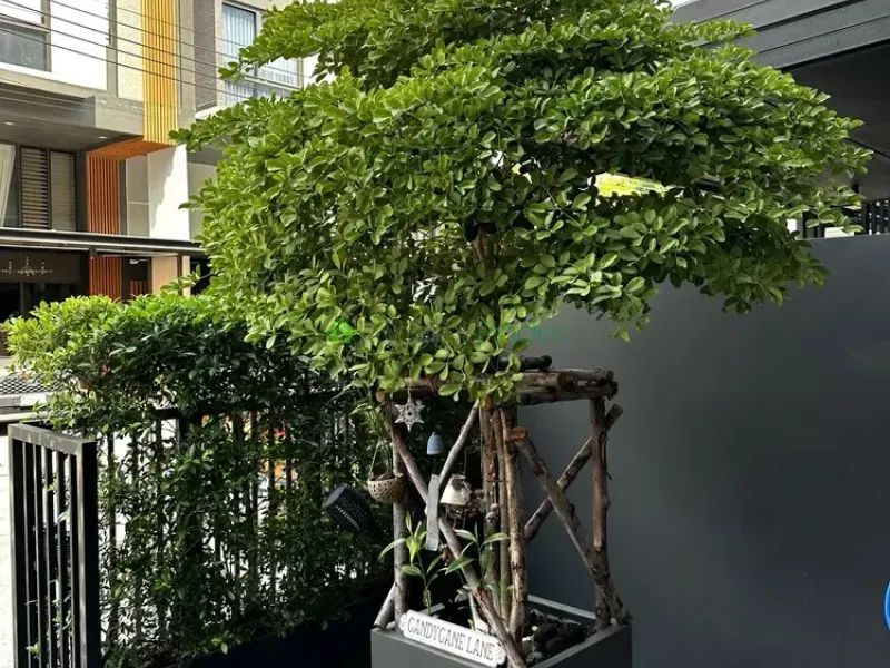 Pattanakarn, Pattanakarn, Pattanakarn, Thailand, 3 Bedroom Bedrooms, 0 ,4 BathroomBathrooms,Town House,For Rent,Pattanakarn,7626