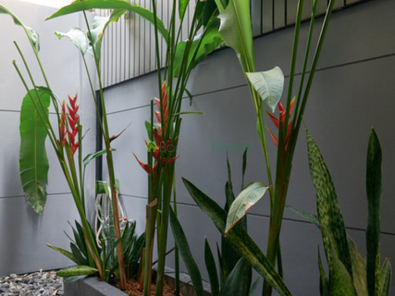 Phromphong, Bangkok, Thailand, 3 Bedroom Bedrooms, 0 ,4 BathroomBathrooms,House,For Rent,7907