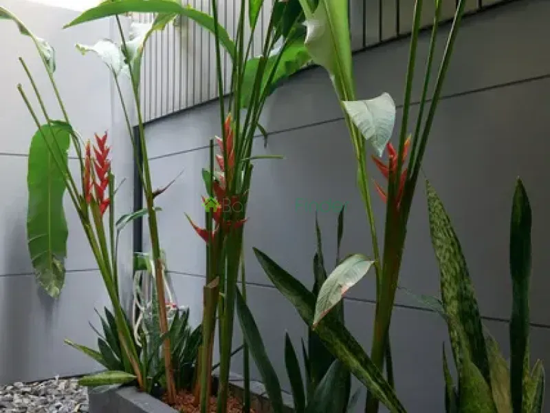 Phromphong, Bangkok, Thailand, 3 Bedroom Bedrooms, 0 ,4 BathroomBathrooms,House,For Rent,7907